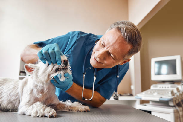 Best Emergency Denture Repair in Montezuma, IA